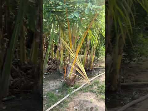 Como é no interior onde estou município de Palmeirândia Maranhão