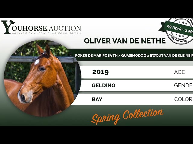 Oliver van de Nethe under the saddle