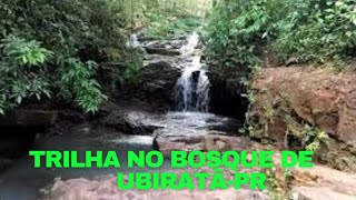 TRILHA NO BOSQUE DE UBIRAT-REA DE RESERVA ECOLGICA.
