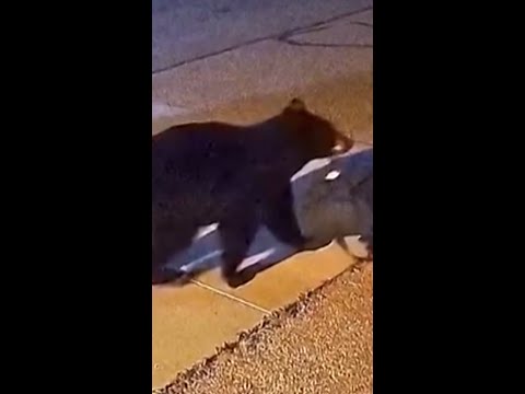 Bear steals a gear bag from a fire station in Colorado