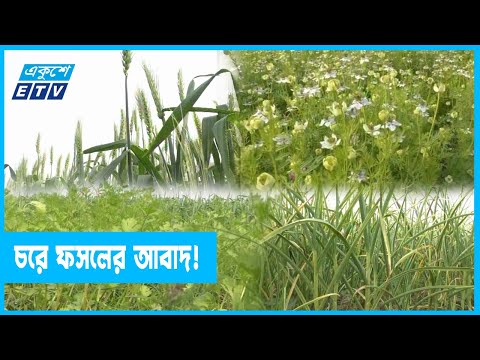 চরাঞ্চলে রবি ফসলের আবাদ