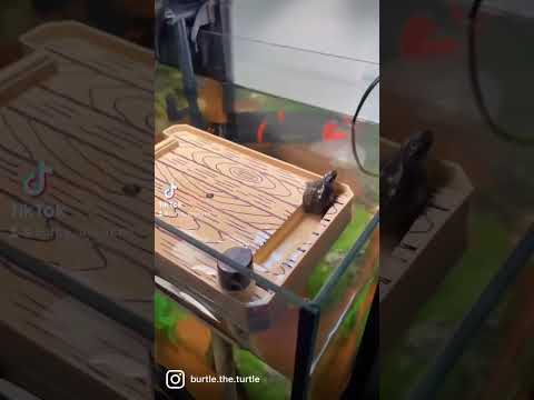 Burtle yeeting himself off the basking platform instead if using the ramp