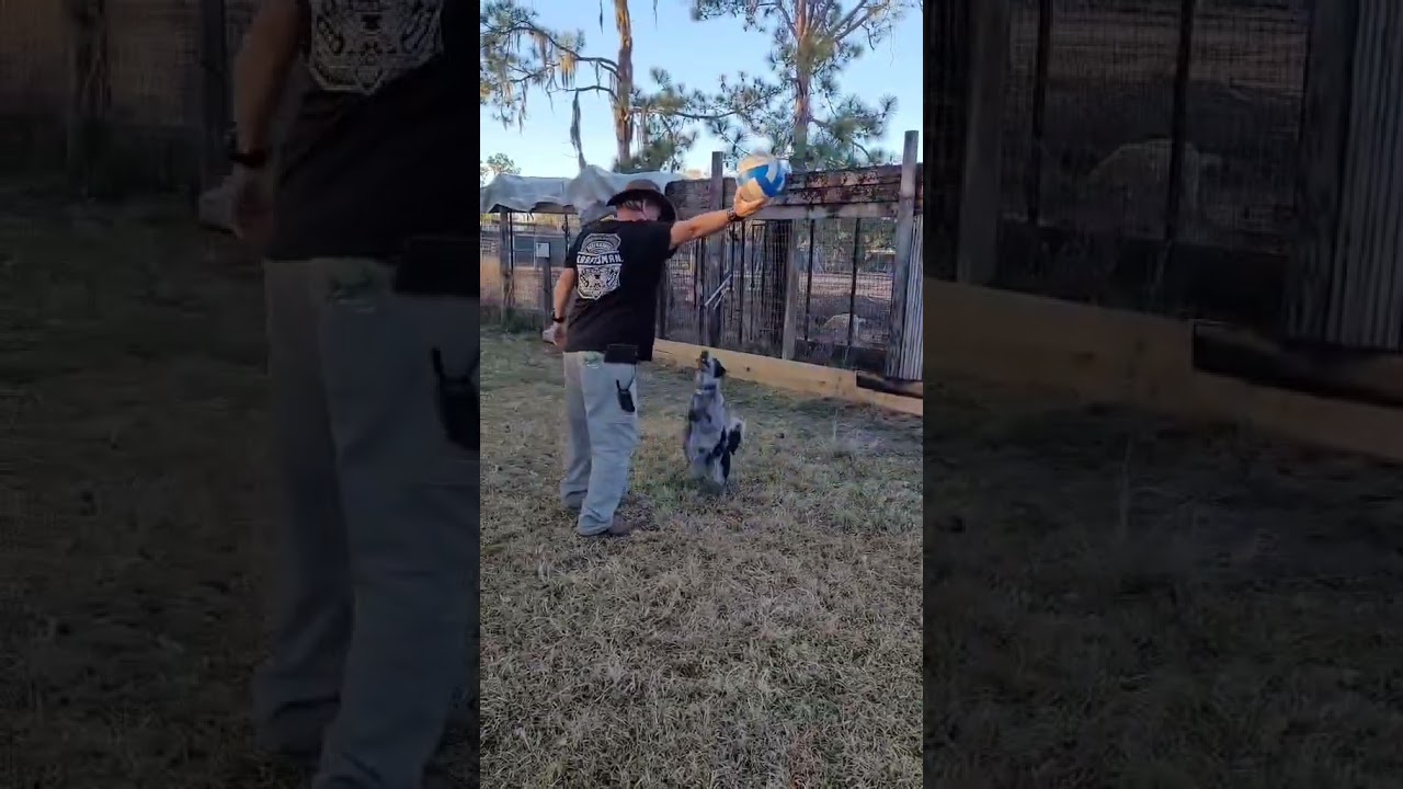 Enlarge Blu, a ADOPTABLE Australian Cattle Dog / Blue Heeler in Myakka City, FL video 1/6