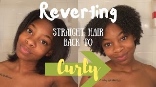 WATCH MY HAIR REVERT! | From Silk Press Back to Curly with No Damage!!!