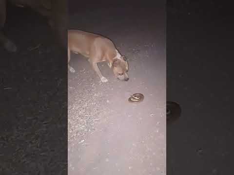 😮 Pitbull vs Snake 🐍 Fight🔥 subscribe plz 🙏#shorts #trending #viral #snake #dog
