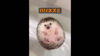 ハリネズミって人を刺すんじゃないの？ #自然 #動物プロダクション #animals  #動物 #癒し