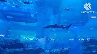 Aquarium[ Dubai mall Aquarium]Relaxing and peaceful mind underwater