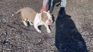 Video preview image #1 American Staffordshire Terrier-Bulldog Mix Puppy For Sale in Berkeley, CA, USA