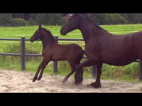 World class Friesian foal training for premier showing