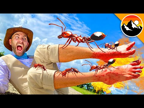 Stung by 500 Fire Ants!