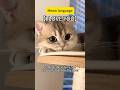 Meow Language I Love You Cat Catlover Catvideos Catshorts Catlovers Catvideo