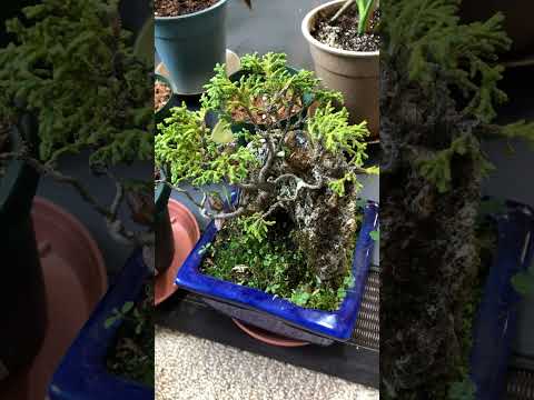 部屋のどこに盆栽を置くか