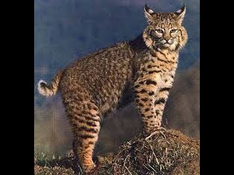Bobcat as a Spirit Guide--What it Means When You Are Suddenly Seeing Bobcats Everywhere