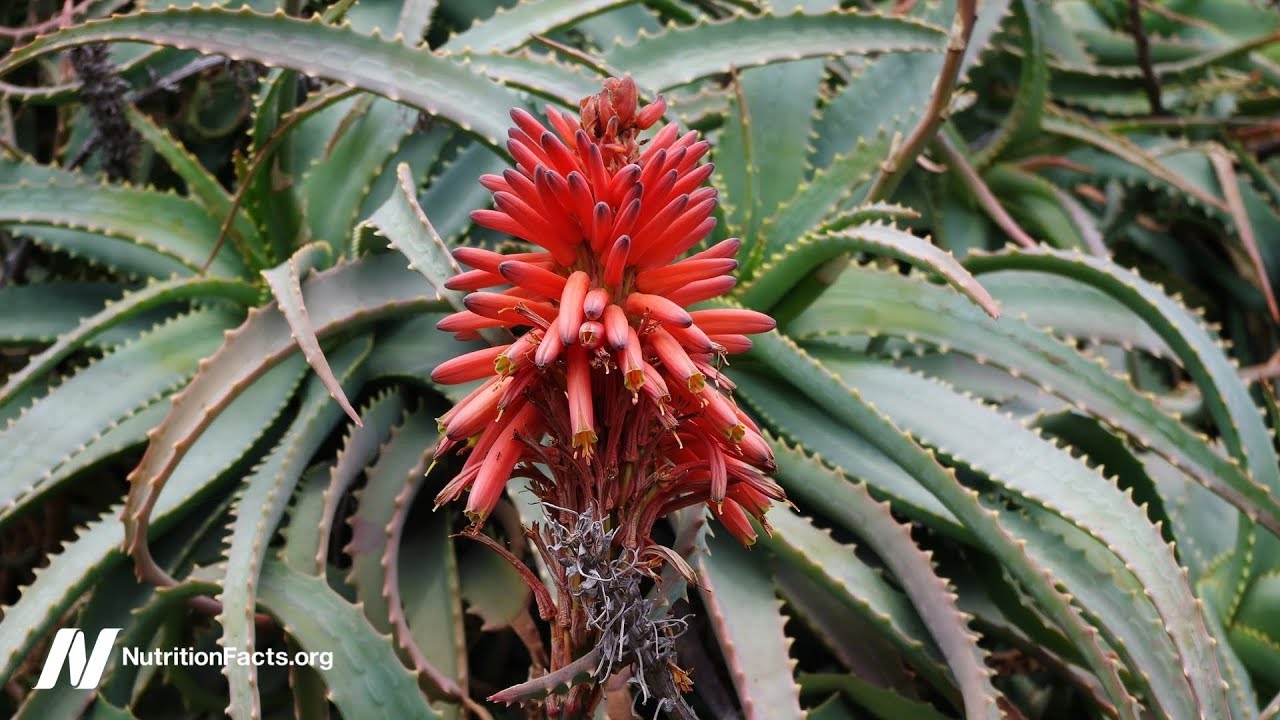 Can Aloe Cure Cancer? - YouTube