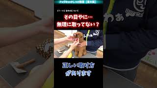 【犬】涙やけを悪化させない毎日のお手入れ