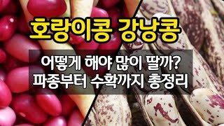 호랑이콩 강낭콩 어떻게 해야 많이 딸까?  파종부터 수확까지 총정리