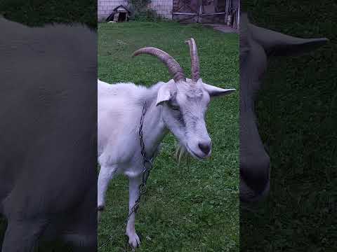 BIOlawnMOWER