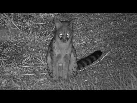 Djuma: Large Spotted Genet - 00:21 - 03/24/19