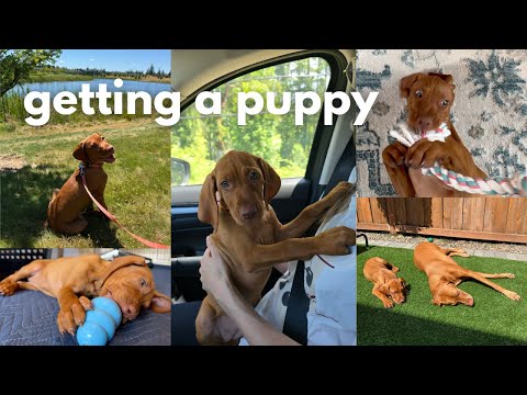 First Week With My New Vizsla Puppy