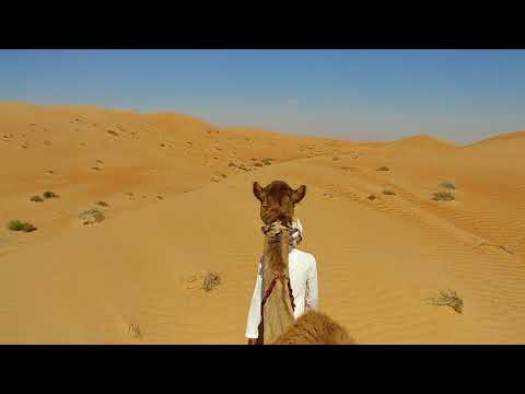 Kamelreiten, Wahiba, Oman