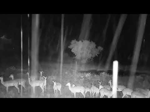 Djuma: Impalas and Wildebeest bull in the storm and rain - 04:15 - 12/31/21