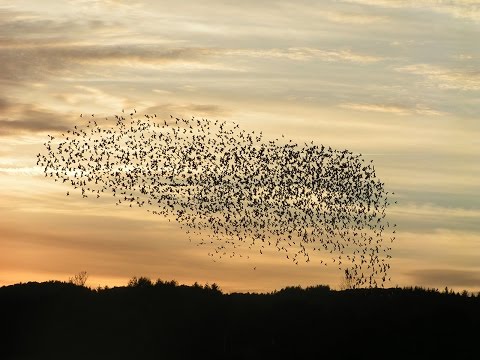 Cultural Homophily and the Refugee Crisis (THE SAAD TRUTH_229)