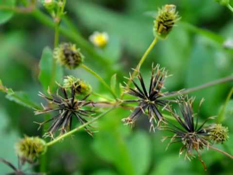 James Last (Germany) - Polonäse Blankenese