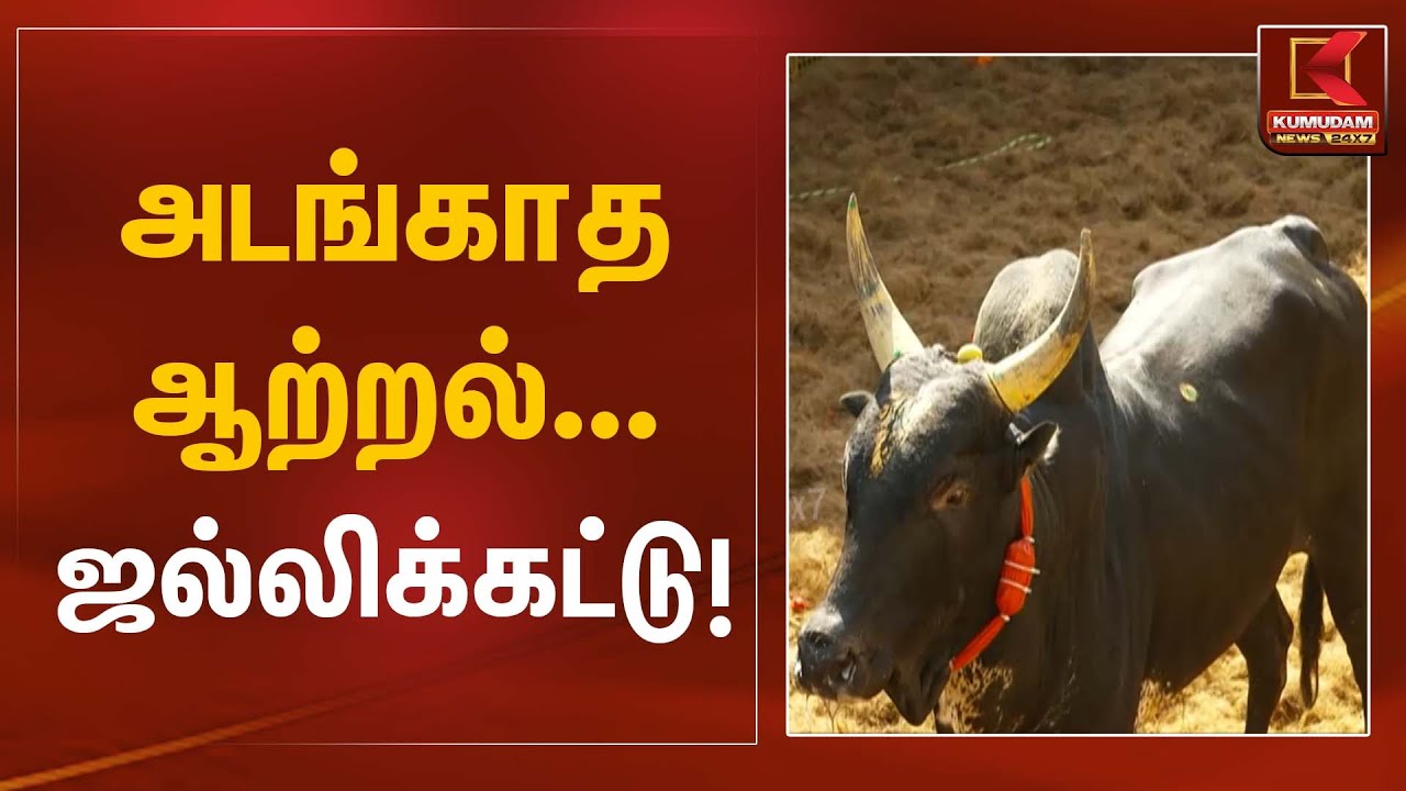 அடங்காத ஆற்றல்… ஜல்லிக்கட்டு! | Madurai Jallikattu | Tamil Tradition | Kumudam News