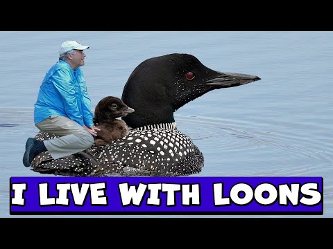 Stuff you might not know about COMMON LOONS.