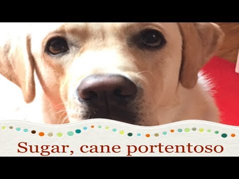 Sugar, cane portentoso