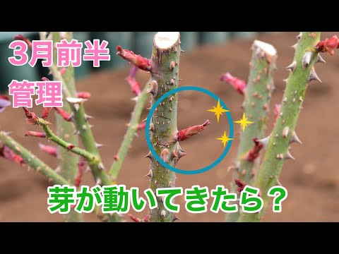 バラ: 野生の新芽を正しく取り除く トピックス