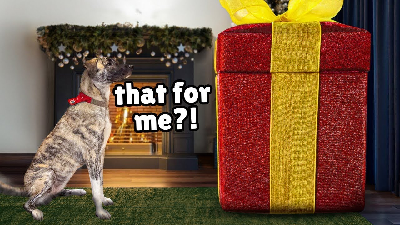 Giving a Rescue Dog her First Ever Christmas