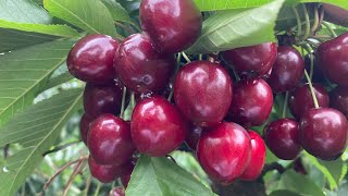 Mưa bão trái mùa làm sản lượng thu hoạch cherry giảm quá giảm năm 2023