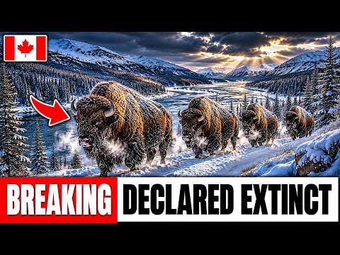 They Flew 28 Bison Into a Valley That Hadn't Seen One in 100 Years — What They Did Next Stunned Rese