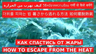 Как спастись от жары How to escape from the heat
Подпишитесь на канал https://www.youtube.com/c/ziminvideo
Как спастись от жары ? Существует много способов. Самый приемлемый - это вода. В жару рекомендуется пить больше простой воды и