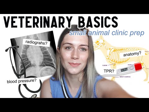 VETERINARY BASICS: Things you should know before going into a clinic . . . | Vet School