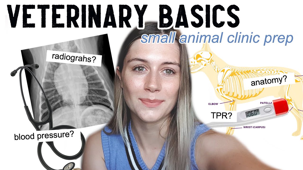 VETERINARY BASICS: Things you should know before going into a clinic . . . | Vet School