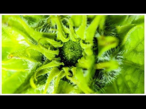 8 Days in 150 Seconds | Sunflower Timelapse - Week 13