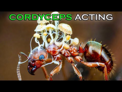 The ENIGMA of CORDYCEPS: A Story of MIND CONTROL + EPIC ENCOUNTER Blue BLOWFLY and FALSE BLACK WIDOW
