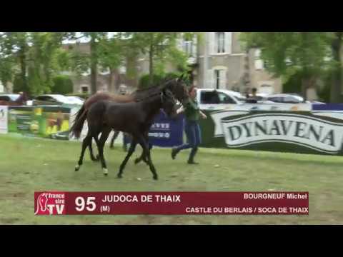 Sprinter Sacré Show 2019 : Lot 95 - JUDOCA DE THAIX
