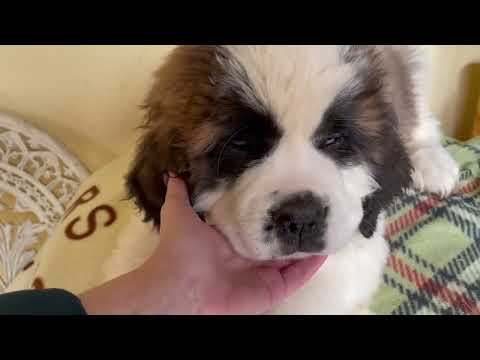 Saint Bernard puppy for sale