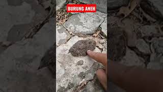 Download lagu STRANGE BIRD, THE DEVIL'S CABAK mp3