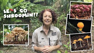 Check out all the incredible mushrooms in our local area.