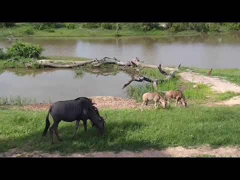 Djuma: Wildebeest herd with calves - 15:47 - 01/24/2020