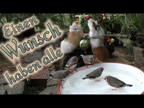 Beobachtungen in der Voliere - Die Tiere zeigen uns, wie es gehen könnte - Harmonie im Außengehege