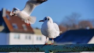 preview picture of video 'Wedel, Germany: Elbe riverside, Schulauer Fährhaus, gulls, Willkomm Höft, ships - (Full HD 1080p)'