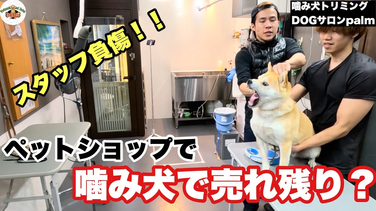 【初来店】首輪の付け替えでスタッフ負傷！？生体販売の時にすでに噛み犬の柴犬トリミング