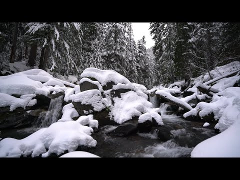 Relaksujące dźwięki spokojna śnieżna rzeka w zimowym lesie [ 4K Ultra HD ]