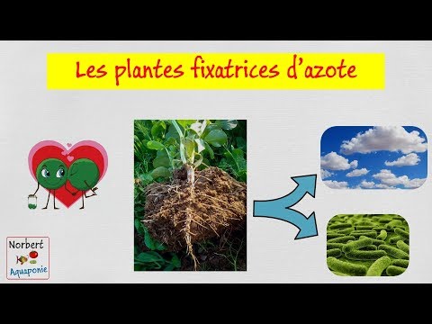 ☘️ Nitrogen-fixing plants (legumes)