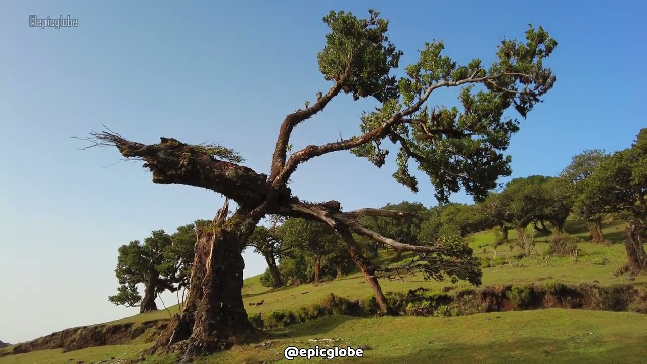 Experience a walking tour across Laurisilva Forest.